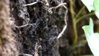 Harvestmen trembling [upl. by Brandyn]