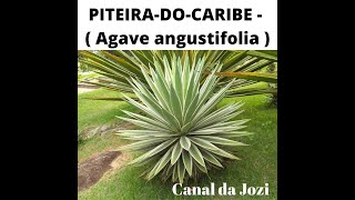 Piteira do caribe – Agave angustifolia [upl. by Ajssatan534]