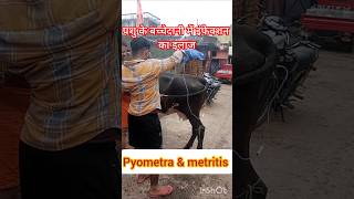 Treatment of Pyometra in cow amp buffalo treatment of metritis Treatment of uterine impaction [upl. by Notyad]