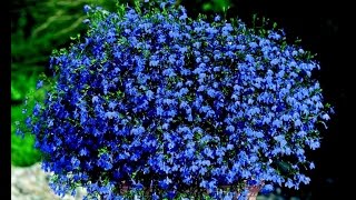 Лобелия каскад и лобулярия🌺Цветение и уход🌺Lobelia and aromatic lobularia [upl. by Saville]