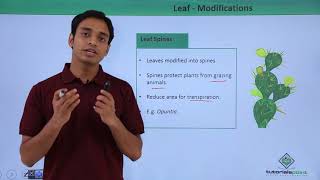 Class 11th – Leaf – Modifications  Morphology of Flowering Plants  Tutorials Point [upl. by Ellehsram324]