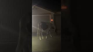 Neighborhood Night Horses of Nevada [upl. by Audly]