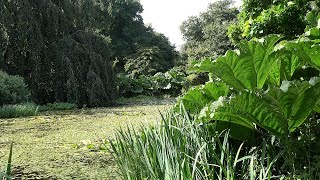 Giant Gunneras near the Pond [upl. by Jammal]