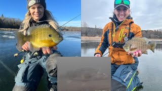 Early Ice Panfish  Underwater Footage [upl. by Ardisi527]