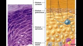 Layers of epidermis without stratum lucidum [upl. by Jarlen89]