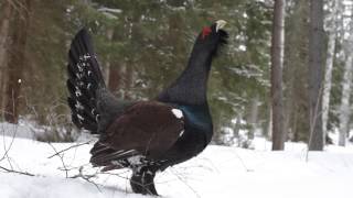 Tjäder capercailzie grouse Tetrao urogallus [upl. by Thanasi]