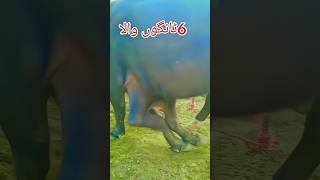 6 ٹانگوں والا بیل ytshorts cow buffalo bull farming [upl. by Ralf105]