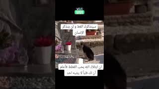 إذا إبتلاك الله بحب القطط ❤️ فعلم أنا لك قلب طيب وحنون لا يشبه أحد🤗❤ [upl. by Chiang457]