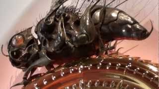 The Midsummer Chronophage at the National Museum of Scotland Edinburgh [upl. by Galitea]