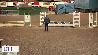 Performance Sales Cavan Equestrian Centre [upl. by Menendez]