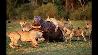 LEONES vs HIPOPOTAMOS DOCUMENTALES DE ANIMALES SALVAJES [upl. by Sucramrej454]