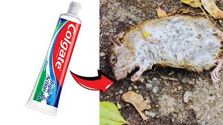 Le Dentifrice est Tout ce Dont Vous Avez Besoin pour Éloigner les Souris de Votre Maison  🐭 🦷 [upl. by Solegnave]