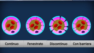 Istologia 04  Epitelio di rivestimento pavimentoso semplice [upl. by Erdah]