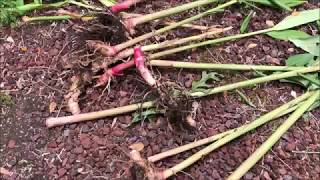 Growing WHITE GINGER LILY  Hedychium Coronarium [upl. by Audie360]