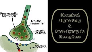 Chemical Signalling amp Post Synaptic Receptors [upl. by Onairot]