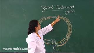 MBBS ANATOMY  Intercostal Space made Easy [upl. by Neroled]