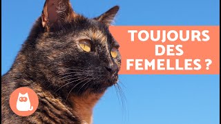 La LÉGENDE des CHATS ÉCAILLE de TORTUE 🐱🧡Ce sont TOUJOURS DES Femelles  Sontils STÉRILES [upl. by Eenoj403]