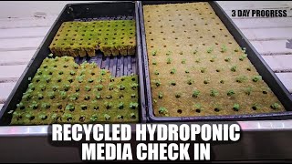 3 Day CheckIn On Recycled Grodan Media Recycling Hydroponic Media [upl. by Neyrb]