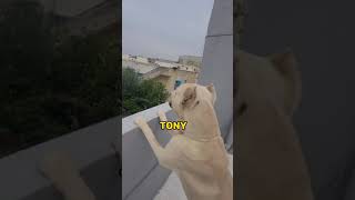 TONY AND EZEKIEL CONVO  FUNNY DOGS  RANDOM VIDEOS [upl. by Fraze88]