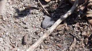 Bee fly Bombylius major picking up dust [upl. by Aiekam]