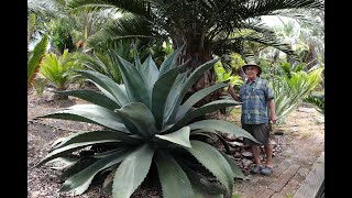 Agave salmiana  Plant Detail  Green giant is more beautiful than Agave americana [upl. by Joh]