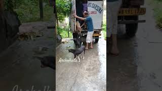 Release After Spaying  Healthy Dogs  doglover dog dogs doglife subscribe share pets pet [upl. by Ennalorac477]