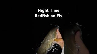 Redfish on Fly at Night fishing tampa stpetersburg flyfishing [upl. by Crofton654]