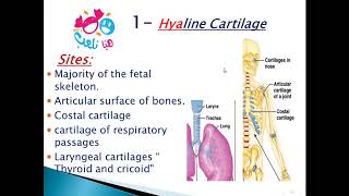 2020 Histology of cartilage part 1 hyaline cartilage [upl. by Felicdad]