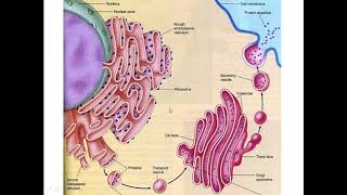 52 Enzyme Production of extracellular enzyme [upl. by Val]