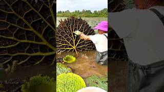 Beautiful Natural Gorgon Harvesting amp Rural Life  Prickly Water Lily Seeds shorts youtubeshorts [upl. by Bent]