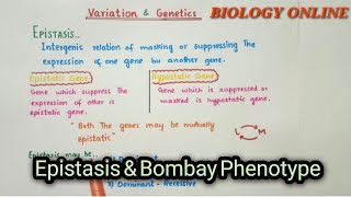 Epistasis  variation amp genetics [upl. by Cung169]