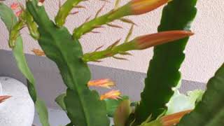 How to make Epiphyllum Cactus or Orchid Cactus bloom [upl. by Clellan56]