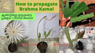 Brahma Kamal flower  caring and propagation  பிரம்ம கமலம்  terrace garden  Devis home garden [upl. by Tamiko]