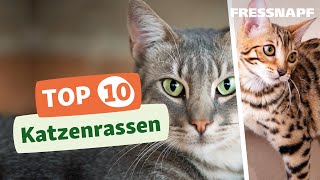 Top 10 Katzenrassen [upl. by Osnofedli382]