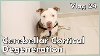 Rescued Pit Bull With Cerebellar Cortical Degeneration  Vlog 24 [upl. by Cornish]