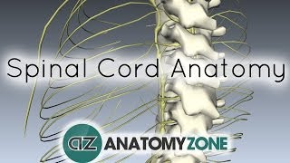 Spinal Cord  External Anatomy  3D Anatomy Tutorial [upl. by Louella]