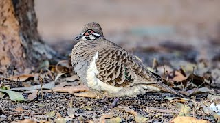 Pigeons and Doves of Australia A Documentary [upl. by Bradwell174]