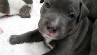 Blue pitbull puppies [upl. by Viafore]