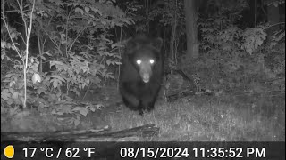 WISCONSIN BLACK BEARS  Life in the Northwoods  2024 [upl. by Feigin]