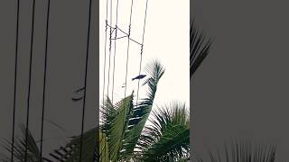 Greater racket tailed drongo  birdsounds birds naturephotography [upl. by Nwahsirhc14]