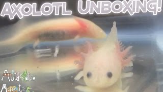 Axolotl Unboxing [upl. by Regina]