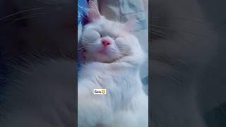 good snoring sleep 😴 golucatcat snowwhiteleolove snoring sleepingposition sleepingpattern [upl. by Aydan]