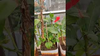 Ek ka natija dekhiae Hibiscus aur Champa 2024 gardenplants 🥳 gardenflowerplants 😅😂😎 [upl. by Ayrb105]