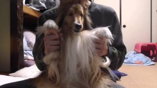 【可愛いシェルティ】車に慣れるとこうなるよ。Cute Sheltie It happens when you get used to the car [upl. by Nawuq]