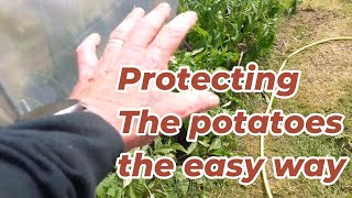 Alans Allotment 34 Easy way to protect your potatoes and more planting out [upl. by Melleta]