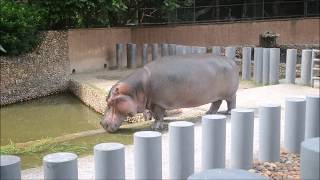 Zoo Vids Parque Municipal Quinzinho de Barros Sorocaba Brazil [upl. by Ahsikar179]