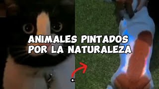 ✨ANIMALES PINTADOS POR LA NATURALEZA 😳 [upl. by Anastos]