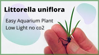 Littorella uniflora Aquarium Plant An Easy Low light Plant [upl. by Gabrielli]