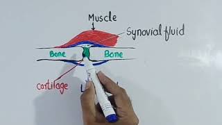 Ligaments and Tendons  Its Functions  10th Bio Chp 13 Lec 09 [upl. by Nnaycnan674]