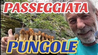 “MORCHELLA ESCULENTA” “PUNGOLE” “SPUGNOLE” [upl. by Atiuqat919]